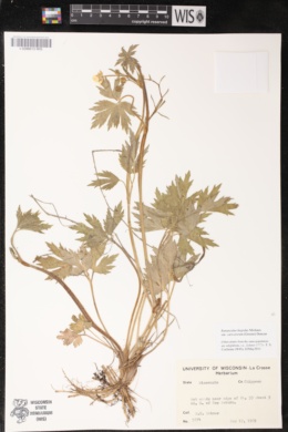Image of Ranunculus hispidus var. caricetorum