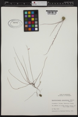 Gracilariopsis andersonii image