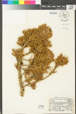 Pinus contorta image