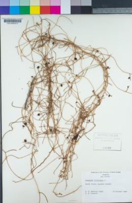 Cassytha filiformis image