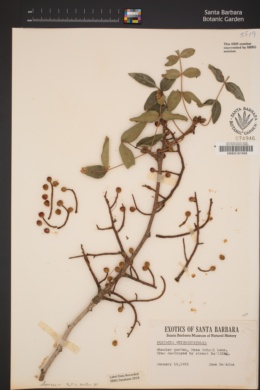 Pistacia weinmannifolia image