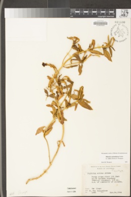 Diplacus aridus image