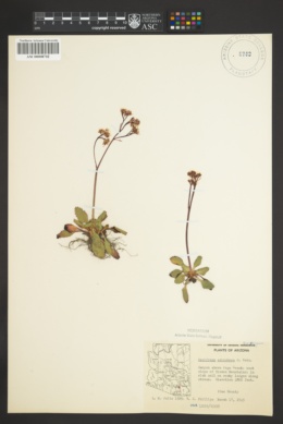 Saxifraga eriophora image