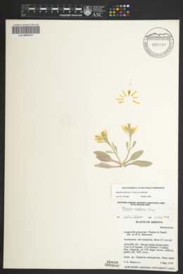 Physaria newberryi var. newberryi image
