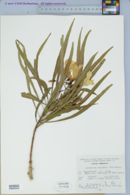 Image of Astianthus viminalis