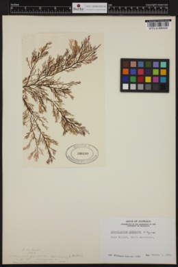 Mychodea australis image
