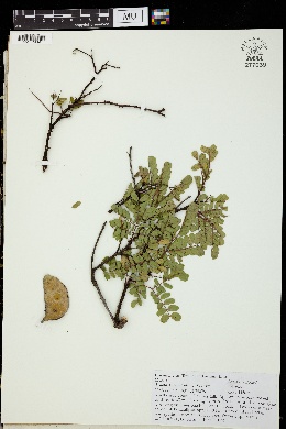Acacia anisophylla image