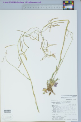 Image of Boechera spatifolia