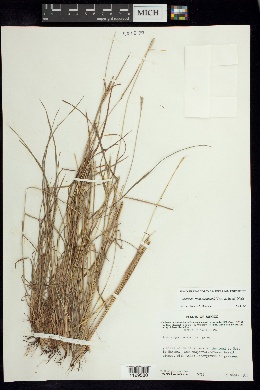 Schizachyrium salzmannii image