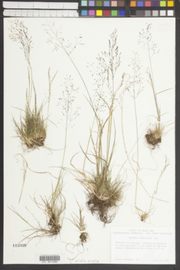 Agrostis turrialbae image