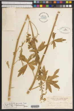 Delphinium occidentale subsp. quercicola image