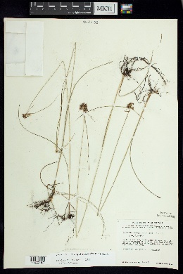 Image of Cyperus sanguineo-ater