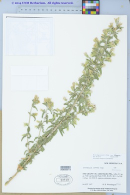 Brickellia lemmonii image