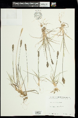 Image of Koeleria asiatica