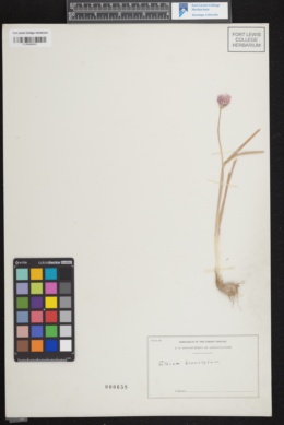 Image of Allium brevistylum
