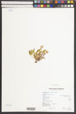 Eriogonum pyrolifolium var. pyrolifolium image
