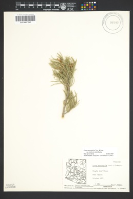 Pinus monophylla var. fallax image