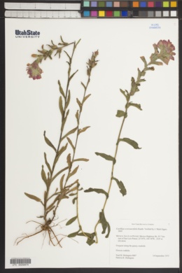 Castilleja scorzonerifolia image