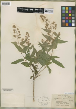 Eupatorium arborescens image