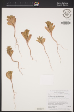 Camissoniopsis guadalupensis image
