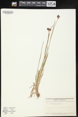 Image of Luzula groenlandica