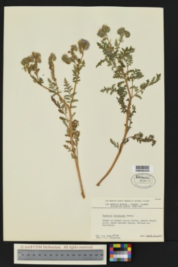 Image of Phacelia floribunda