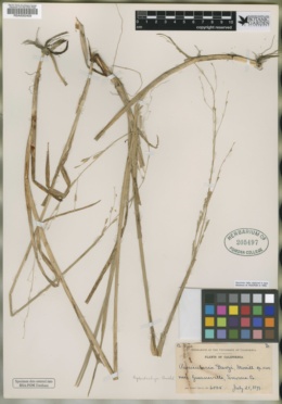 Panicularia davyi image