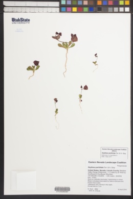 Image of Oxytheca perfoliata