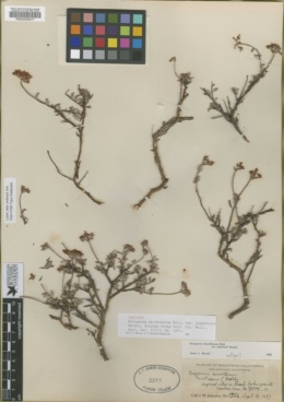 Eriogonum microtheca var. johnstonii image