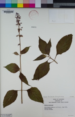 Salvia divinorum image
