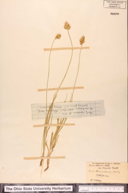 Carex straminea var. congesta image