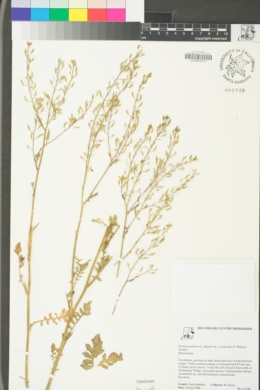 Rorippa palustris image