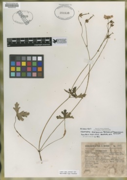 Image of Geranium mexicanum