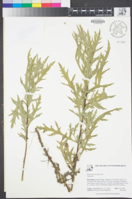 Image of Ambrosia psilostachya
