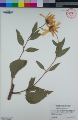 Image of Helianthus tuberosus