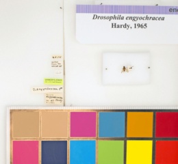 Drosophila engyochracea image