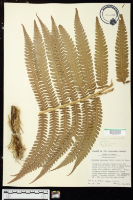 Cibotium hawaiense image