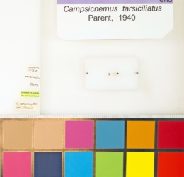Image of Campsicnemus tarsiciliatus