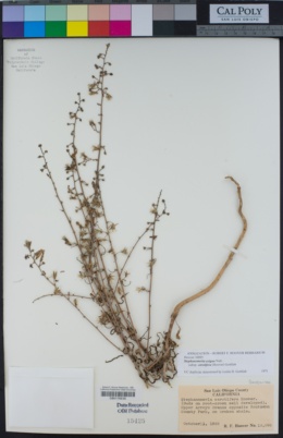 Stephanomeria exigua subsp. carotifera image