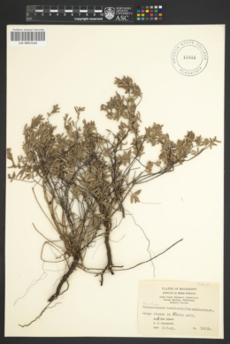 Image of Helianthemum arenicola