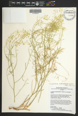 Lepidium eastwoodiae image