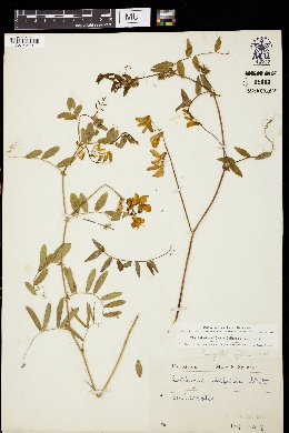 Lathyrus alefeldii image