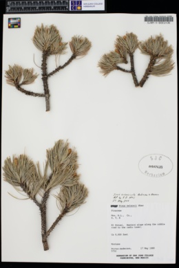 Pinus culminicola image