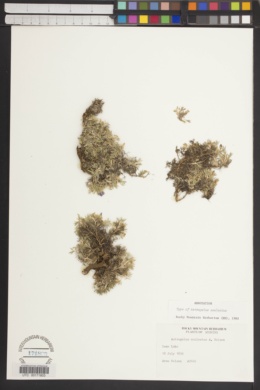 Astragalus aculeatus image