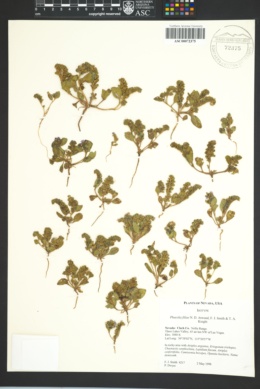 Image of Phacelia filiae