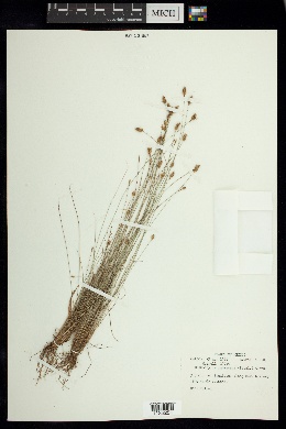 Bulbostylis pubescens image