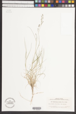 Muhlenbergia plumbea image