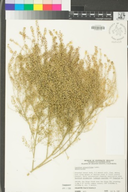Lepidium pinnatifidum image