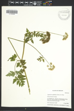 Image of Ligusticum apiifolium