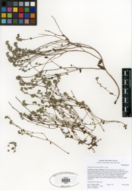Plagiobothrys tenellus image